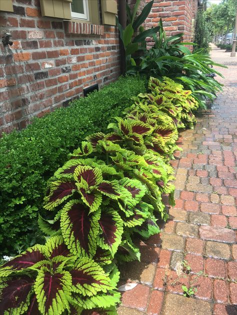 Here in a small bed I planted king Kong coleus which eventually got too big LOL Coleus In Flower Bed, Coleus Plants Landscape, Coleus Landscaping, Fence Front Yard, Front Yard Lighting, Yard Lighting, Coleus Plants, Budget Landscaping, Rustic Landscaping