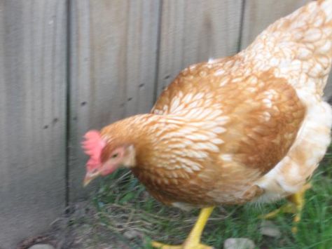 Our new Golden Comet, Haley! Comet Chicken, Slow Down, Chicken