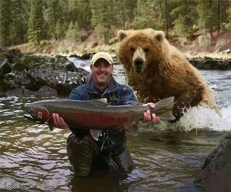 This is what is referred to as "lack of situational awareness"... Meanwhile In Canada, Funny Bears, Camping Fun, Gone Fishing, Fishing Humor, Crazy People, Big Fish, Funny Animal Pictures, Brown Bear