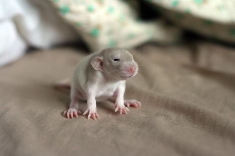 Rat Pfp, Baby Rat, Rat Tattoo, Dumbo Rat, Baby Rats, Animal Aesthetic, Hamster Care, Rat Cage, Fancy Rat