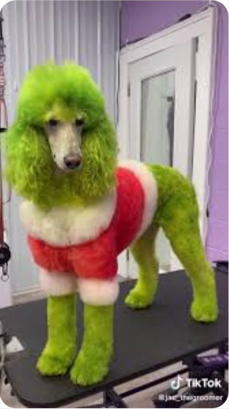 Standard Poodle Grooming Styles, Dog Hair Dye, Dog Dye, Poodle Hair, Poodle Haircut, Poodle Puppy Standard, Dog Grooming Shop, Creative Grooming, Dog Grooming Salons