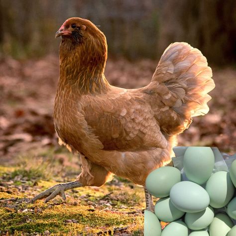 What Chickens Lay Blue Eggs? What Chickens lay Green Eggs? – Julia Brooke Lavender Orpington Chickens, Cream Legbar Chickens, Different Breeds Of Chickens, Ameraucana Chicken, Easter Egger Chicken, Cream Legbar, Egg Laying Hens, Brooder Box, Olive Egger