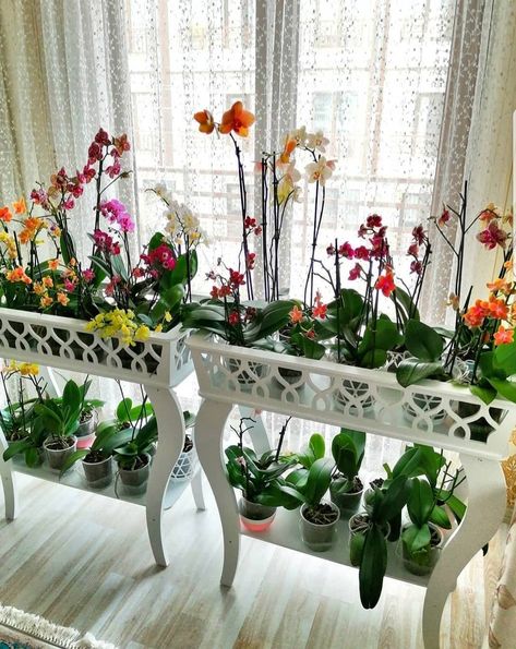 Orchid Stand Indoor, Orchid Shelf Ideas, How To Display Orchids Inside, Creative Orchid Display, Orchid Display Ideas Indoor, Orchid Display, Orchid Shelf, Orchid Display Ideas, Orchids In Bedroom