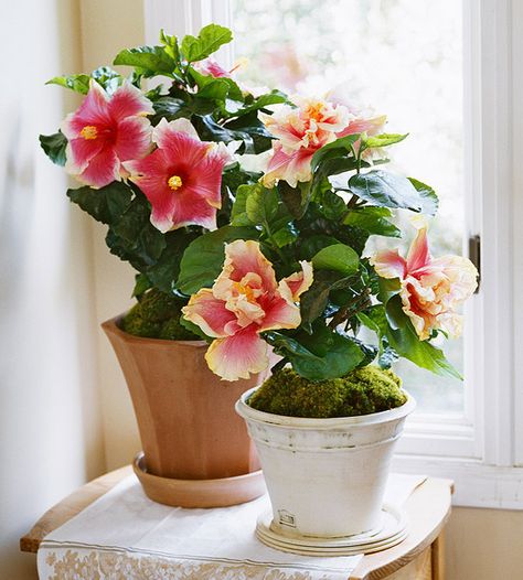 Bring the outdoors in by decorating with these 24 blooming plants in your home. Colorful, flowering plants, including African violets, hibiscus, lilies, jasmine, and more, will banish winter blues and add a refreshing touch of nature to your living space. Growing Hibiscus, Flowers Hibiscus, Easy House Plants, Indoor Flowering Plants, Tanaman Pot, Plant House, نباتات منزلية, Doors Makeover, Flower Plants