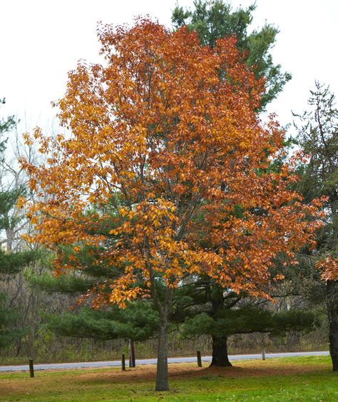 Free Trees, Northern Red Oak, Trees Backyard, Kentucky Coffee Tree, Small Ornamental Trees, Fruit Trees Backyard, Summer Gardening, Photography Inspiration Nature, Garden Retreat