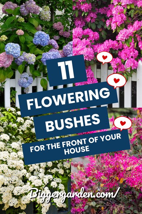 Embark on a journey of floral enchantment as we unveil the top 11 flowering bushes to grace the front of your house. Ignite your gardening passion and witness the magic these blooms bring to your outdoor space. Intrigued? Click to delve into the full article and follow us for a garden brimming with ideas! Front Door Bushes Entrance, Flowers For Side Of House, Flowers In Front Of House Ideas, Front Yard Rose Bushes Landscaping Ideas, Azalea Bushes Front Yards, Under Front Window Landscaping Ideas, Flower Bushes Front Yards, Flowering Bushes For Front Of House, Front Of House Garden Bed