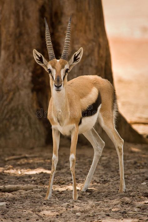 Thomson Gazelle, Adidas Gazelle Women, Africa Wildlife, Animal Reference, Animal Study, African Wildlife, Wildlife Animals, Sea Animals, Animal Paintings