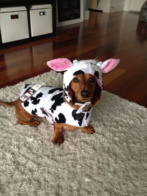 Happy Halloweenie, Cow Costume, Dachshund Funny, Weiners, Weenie Dogs, A Cow, Dachshund Love, Dog Costumes, Weiner Dog