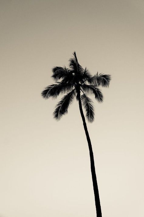 Ombres Portées, Trik Fotografi, Tumblr Wallpaper, Beige Aesthetic, Nature Aesthetic, Beach Vibe, Instagram Aesthetic, Summer Aesthetic, Palm Tree