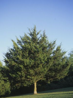 Tennessee State Evergreen Tree, Eastern Red Cedar (Juniperus virginiana), from NETSTATE.COM Eastern Red Cedar Tree, Red Cedar Tree, Eastern Red Cedar, Landscaping Trees, Cedar Tree, Tennessee State, Cedar Trees, Forest Service, Evergreen Trees