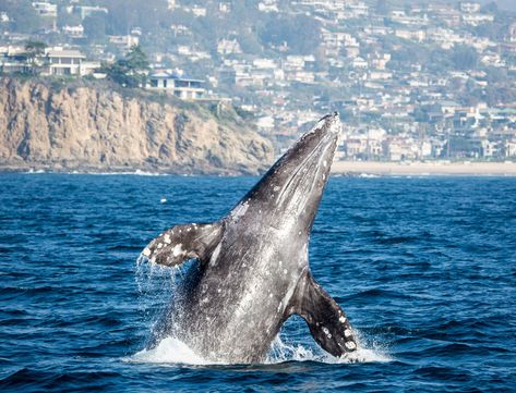 Whale Migration, Cabrillo National Monument, Whale Watching Cruise, San Diego Bay, Gray Whale, Whale Watching, Travel Alone, Newport Beach, Laguna Beach