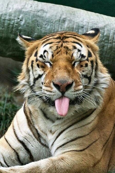 A Tiger