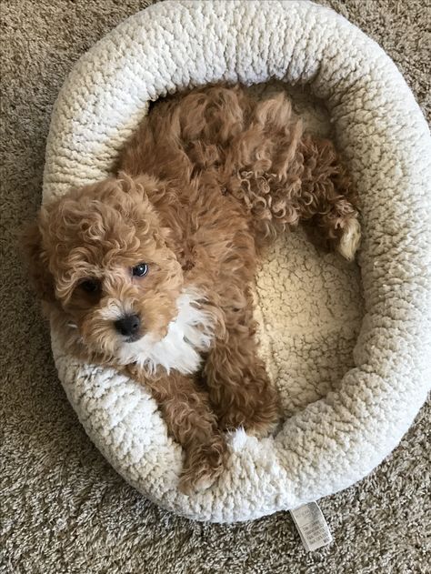 My pooton puppy. She is so sweet (toy poodle + coton) Pooton Puppy, Dog Maltipoo, Dream Dog, Toy Poodle, So Sweet, Van Life, Dachshund, Cute Animals, Teddy Bear