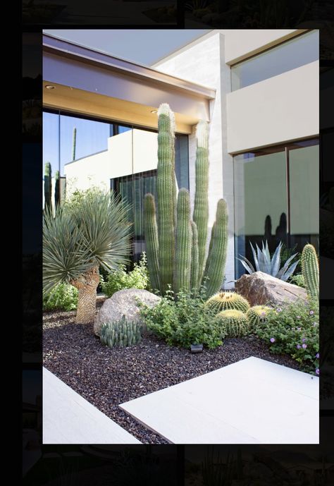 Desert Theme Landscaping, Cactus Landscape Front Yards, Modern Xeriscape Landscaping, Outdoor Arizona Patio Ideas, Desert Theme Front Yard, Small Front Yard Desert Landscaping Ideas, Arizona Courtyard Ideas, Cactus Gardens Modern, Modern Southwest Landscaping