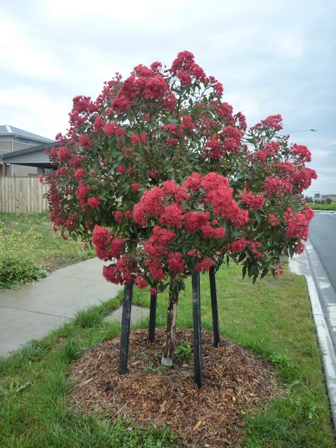 Trees Garden Ideas, Australian Christmas Tree, Vine Ideas, Flowering Gum, Small Front Gardens, Trees Garden, Australian Trees, Australian Native Garden, Street Trees