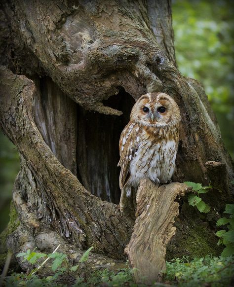 Tawny Owl in the Woods by Wendy Salisbury Tawny Owl, Owl Photos, Owl Pictures, Great Horned Owl, Beautiful Owl, Owl Bird, Owl Art, Birds Of Prey, Bird Watching