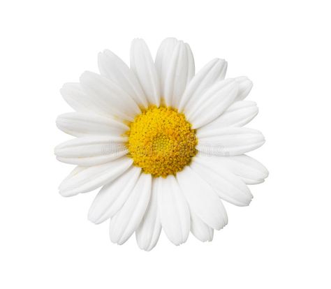 Daisy flower isolated with hand made clipping path stock image White Flower Png, All White Background, Daisy Wall, Sublimacion Ideas, 背景 シンプル, White Daisy, Flower Clipart, Scene Creator, Mirror Image