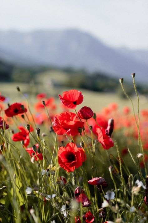 Common poppy flower photo – Free Flower Image on Unsplash Country Life Photography, Rose Images Hd, Poppy Photography, Garden Mood Board, Field Of Poppies, Flower Poppy, Photo Of Nature, Spring Images, Fields Of Flowers