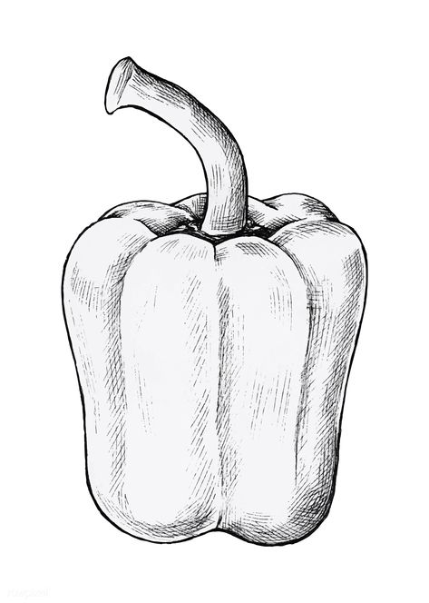 Hand drawn fresh bell pepper vector | premium image by rawpixel.com Seashells Quote, Pepper Drawing, Fruit Sketch, Pineapple Vector, Shading Drawing, Vegetable Illustration, Pumpkin Vector, Fruits Drawing, Doodle Frames