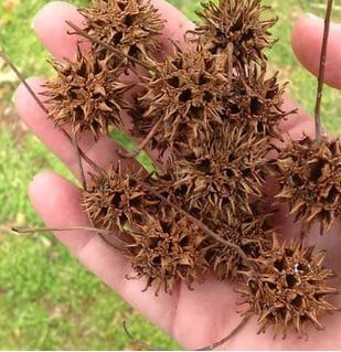 Sweet Gum Tree Crafts, Sweet Gum, Gum Tree, Ball Wreath, Magnolia Trees, Tree Seeds, The Suburbs, Tree Hugger, Seed Pods