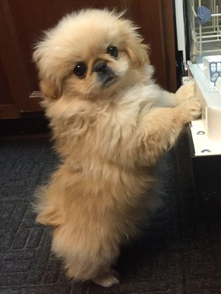 Helping with the dishes. #Pekingese Pekenese Dogs, Pekingese Puppies, Wallpapers Nature, Animals Tattoo, Nature Aesthetics, The Hidden World, Fu Dog, Pekingese Dogs, Dogs Cute