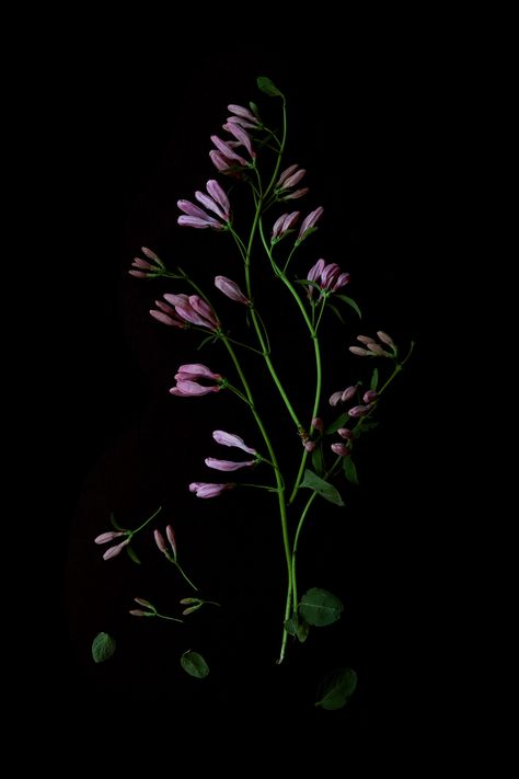 nature. edited. | STILL Mary Jo Hoffman, Shape Collage, Honeysuckle Flower, Scenic Wallpaper, Dark Flowers, Wallpaper Nature Flowers, Instagram Ideas Photography, Red Tulips, Plant Illustration