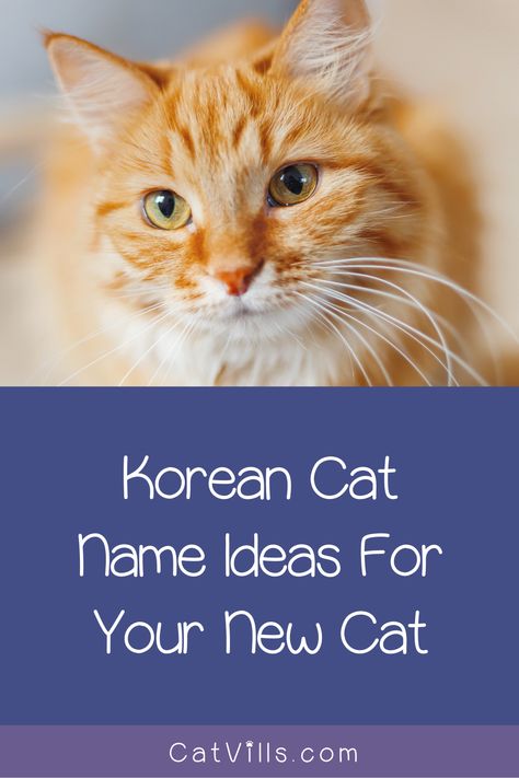 If you’re looking for some elegant Korean cat names to honor your heritage, we’ve got you covered.  We found 50 gorgeous ideas for your brand new kitten, with 25 each for boys and girls. Korean Pet Names, Name Cat Ideas, Korean Cat Names, Kitten Names Boy, Kitten Names Unique, Grey Cat Names, Boy Cat Names, Tabby Cat Names, Girl Cat Names