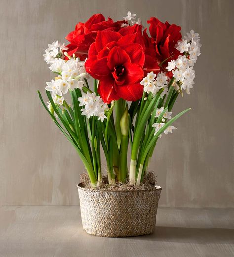 Bulb Garden, Red Amaryllis, Garden Works, Garden Stand, Garden Bulbs, Bulb Flowers, Planting Bulbs, Plant Gifts, Flower Delivery