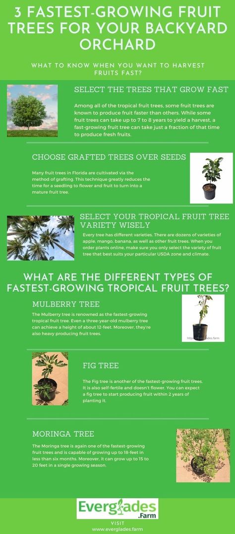 When we plant a fruit tree in our garden, we wait for the time when we can reap its fruits. Checkout to know about fastest-growing fruit trees for your garden. Fast Growing Fruit Trees, Fruits To Grow, Backyard Orchard, Grafting Fruit Trees, Fruit Fast, Fruit Tree Garden, Grafting Plants, Orchard Tree, Moringa Tree