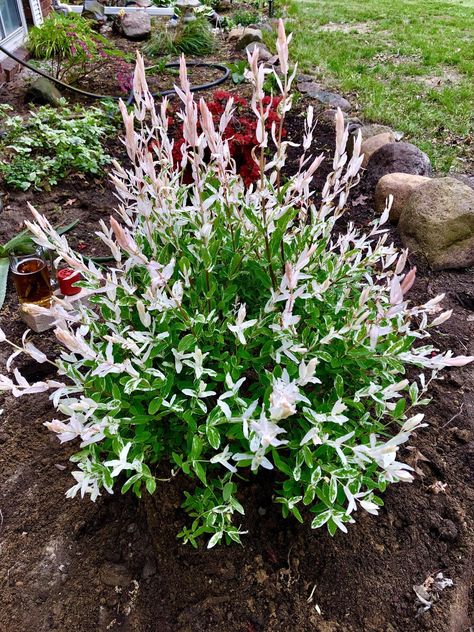 Planted this dappled willow in the front garden yesterday - it looks really cool Iceberg Alley Sageleaf Willow, Dappled Willow Shrub Landscaping, Dappled Willow Shrub, Business Decor Ideas, Dappled Willow Tree, Landscape Ideas Garden, Modern Landscape Ideas, Front Lawn Landscaping, Landscape Nursery