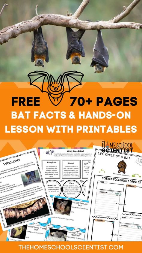 Bat facts and lesson for elementary grades. 14 activities covering echolocation, bat anatomy, conservation, white-nose syndrome, and more. Includes a batty STEM challenge, vocabulary doodle sheets, factoid cards, and so much more! 70+ pages. This bat unit is ready to print and use. Also includes list of websites, books, and videos to enrich your bat study. Bats Echolocation Activity, Bats Lesson Plans, Bat Facts For Kids, Bat Activities For Kids, Bats Unit Study, Bat Lessons, Bats Science, Bat Anatomy, Bats Unit