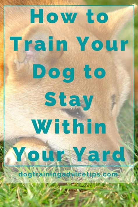 How To Train A Dog, How To Train Dogs, Dog Training Stay, Dog Training Older Dogs, How To Train Your Dog To Do Tricks, Training Dog Not To Jump, Dog Teaching Training Tips, Dog Behavior Problems, Dog Remedies