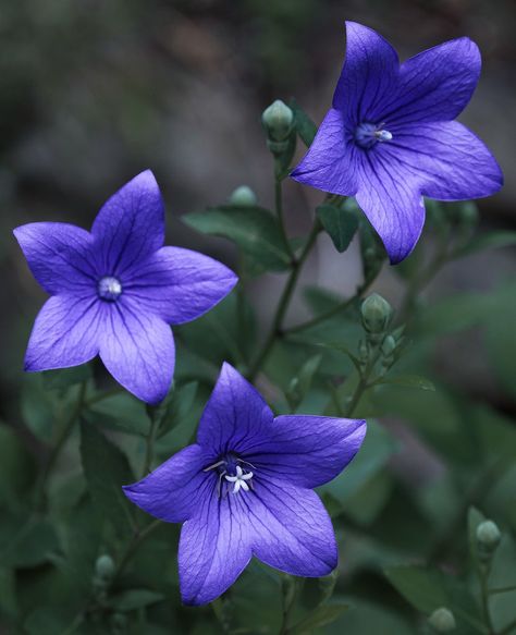 ... of Chinese bellflowers / Ballonblumen (Platycodon grandiflorus)  in our garden - Frankfurt-Nordend  for a Peaceful Blue Monday! Bellflower Aesthetic, Bluebells Aesthetic, Chinese Bellflower, Platycodon Grandiflorus, Ciri Cosplay, Color Wheel Projects, Peaceful Blue, Blue Monday, Pride Prejudice