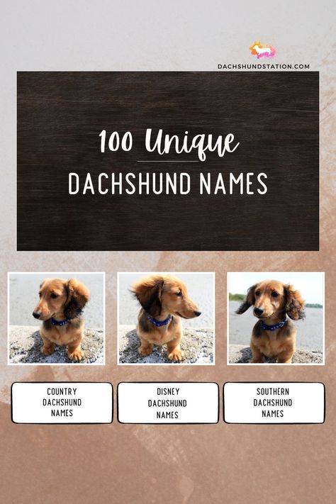 best dachshund names, best dachshund names male, best unique dachshund names, what are some good dachshund names, good dachshund names boy, dachshund names, dachshund dog names, dachshund names Dapple Dachshund Puppy Names, Wiener Dog Names, Dachshund Puppy Names, Puppy Names Unique, Country Dog Names, Dachshund Names, Puppies Names Female, Brindle Dachshund, Winnie Dogs