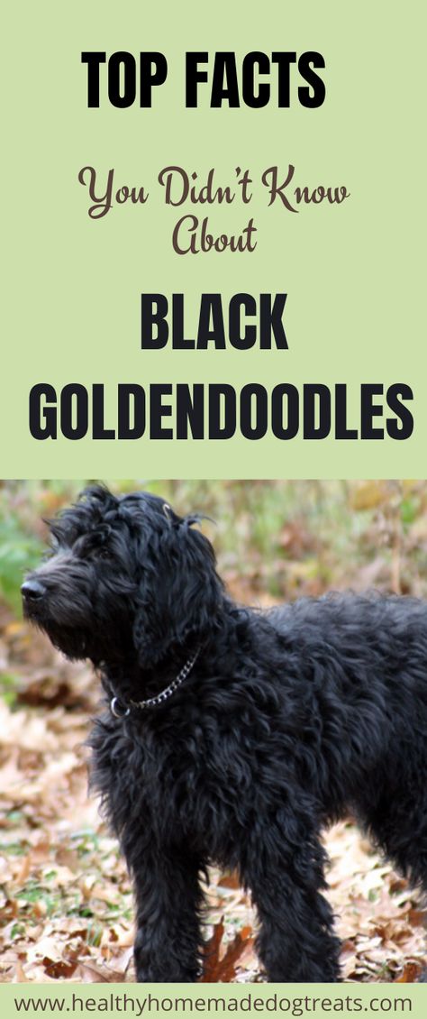 Golden Doodle Mullet Haircut, Black Double Doodle Dog, Black Golden Doodle Haircut, Black Doodles Dog, Black Doodle Haircut Styles, Golden Doodle Coloring Pages, Black Goldendoodle Haircuts Teddy Bears, Black Goldendoodle Puppy, Black Golden Doodle Haircut Styles