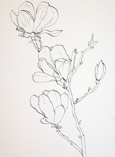 Flower Pens, Flower Sketches, Floral Drawing, 수채화 그림, Trendy Flowers, Plant Drawing, Watercolor Wash, Ink Drawings, Ink Sketch