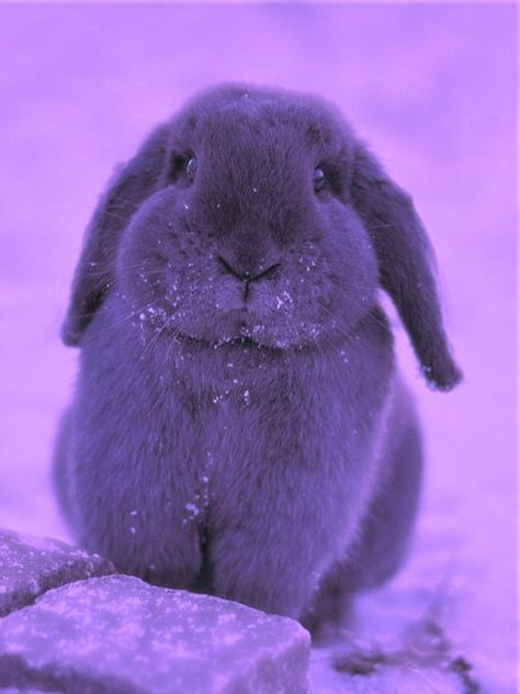 Purple Rabbit Aesthetic, Purple Bunny Aesthetic, Purple Rabbit, Rabbit Wallpaper, Purple Lighting, Lip Wallpaper, Purple Bunny, Cute Bunny Pictures, Animal Rabbit