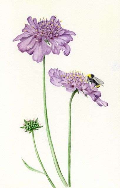 Pincushion Flower Drawing, Scabiosa Tattoo, Scabiosa Flower Drawing, Scabiosa Flower, Heirloom Flowers, Botanical Sketching, Lavender And Bees Art, Bee On Flower Watercolor, Pincushion Flower