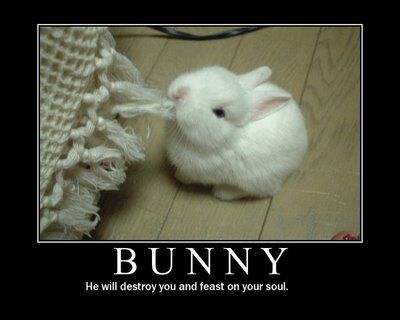 I want a bunny and this is how James feels about them. Needless to say I don't think i'm ever getting one.... Evil Bunny, Somebunny Loves You, Baby Animals Pictures, White Bunny, Funny Bunnies, Baby Bunnies, Hamsters, Cute Little Animals, Om Nom