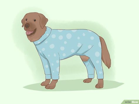 How to Make Dog Clothes: 13 Easy and Fun DIY Outfits Make Dog Clothes, Pitbull Clothes, Big Dog Clothes, Clothes For Winter, Dog At Home, Dog Clothes Diy, Diy Outfits, Easy Video, Dog Pin