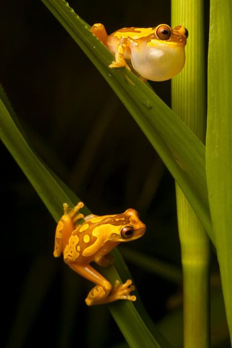 Male and female Hourglass Frog, Costa Rica. This Photographer Set Out on a Quest to Rediscover the World's Lost Species of Frogs | Smart News | Smithsonian Frosch Illustration, Strange Animals, Amazing Frog, Frog Wallpaper, Frog Pictures, Glass Frog, Dart Frog, Funny Frogs, Frog Art