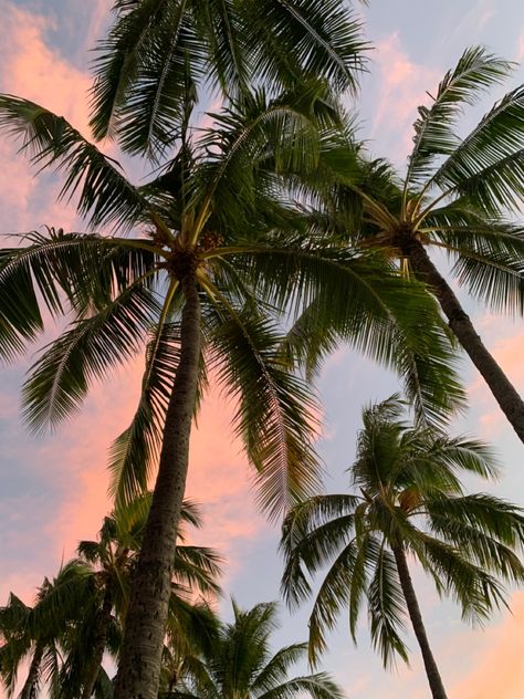 Sunrise Palm Trees, Green Palm Trees Aesthetic, Hawaii Aesthetic Wallpaper Iphone, Hawaii Widgets, Sunset Phone Wallpaper, Tree Phone Wallpaper, Summer Prints Wallpaper, Fern Art, Palm Tree Pictures