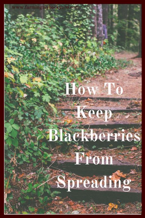 Blackberry Garden Ideas, Blackberry Patch Ideas, How To Get Rid Of Blackberry Bushes, Blackberry Raised Bed, Blackberry Planting Ideas, Planting Blackberry Bushes, Blackberry Plants How To Grow, Blackberry Bushes, Blackberry Garden