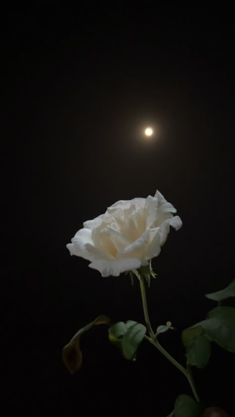 Profile Flower Picture, Flower Profile Picture Instagram, Moon Dpz, White Roses Aesthetic Dark, Nature Dpz, Moon White Background, Asthetic Picture Dp, Flower Night, Hand Photography