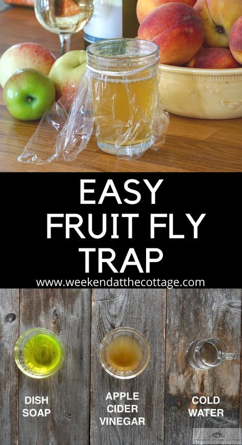 Gnat Traps Homemade, Fruitflytrap Diy, Gnat Trap, Fruit Fly Remedy, Diy Gnat Trap Vinegar, Apple Cider Vinegar Gnat Trap, Gnat Trap Diy, Fly Trap Homemade, Fly Trap