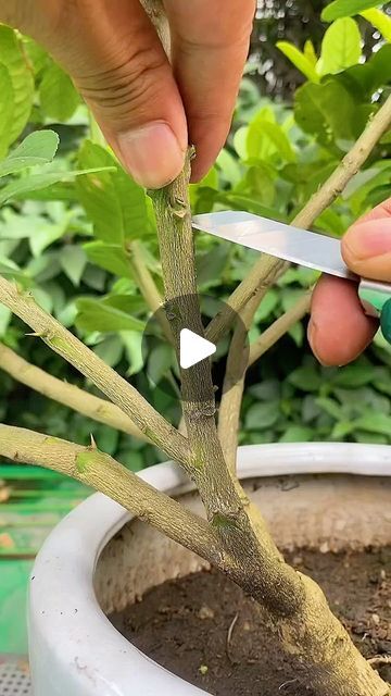 Grafting Fruit Trees, Grafting Plants, Air Layering, Lemon Fruit, Fruit Tree, Lemon Tree, Propagating Plants, Fruit Trees, Gardening Tips