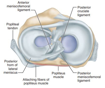 Medial Meniscus, Meniscus Injury, Torn Medial Meniscus, Shoulder Joints Anatomy Notes, Hip Muscles Anatomy, Elbow Anatomy, Ankle Anatomy, Knee Meniscus, Parts Of The Knee