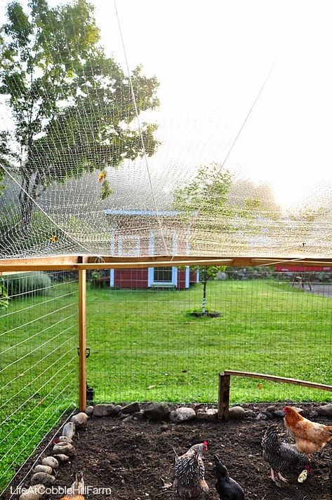 Farm Chicken Coop, Urban Chicken Coop, Small Homestead, Build A Chicken Coop, Urban Chicken Farming, Chicken Fence, Farm Chicken, Chicken Coop Run, Urban Chickens