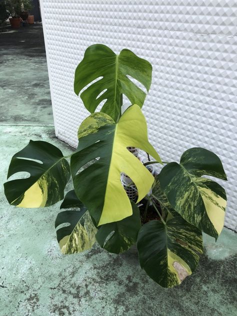 Monstera Aurea, Monstera Albo, Lost Garden, Plant Wishlist, Weird Plants, Plants Succulents, Variegated Plants, Plant Decor Indoor, Monstera Deliciosa