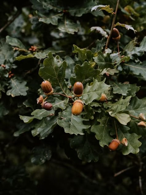 Annie Spratt, Tree Seeds, Fall Feels, Cozy Autumn, Autumn Vibes, Autumn Aesthetic, Oak Tree, Green Aesthetic, Autumn Inspiration